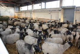 Уход за овцами: несколько важных правил